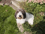 Basset Griffon Vendéen Grand in the garden