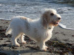 Basset Griffon Vendéen Grand on the beach