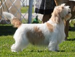 Basset Griffon Vendéen Grand with master