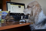 Basset Griffon Vendéen Petit at the computer