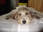 Basset Griffon Vendéen Petit on the bed