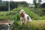 Basset Griffon Vendéen Petit Harley