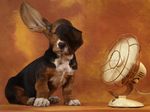Basset Hound and the fan