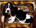 Basset Hound dog