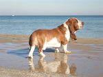 Basset Hound on the beach
