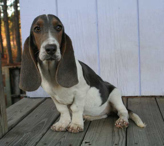 Basset Hound wallpaper