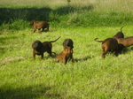 Bavarian Mountain Hound dogs