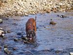 Bavarian Mountain Hound in the water