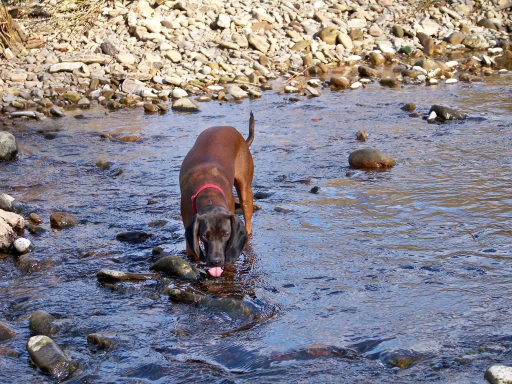 Bavarian Mountain Hound in the water wallpaper
