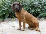 Bavarian Mountain Hound Sasha