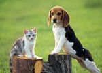 Beagle dog and cat