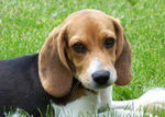 Beagle dog Jack