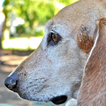 Beagle-Harrier dog face