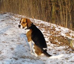 Beagle-Harrier dog