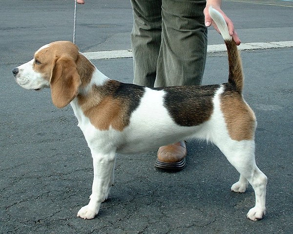 Beagle wallpaper