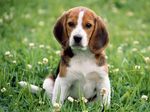 Beagle puppy in flowers