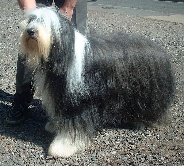 Bearded Collie wallpaper