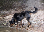 Beauceron dog at the river