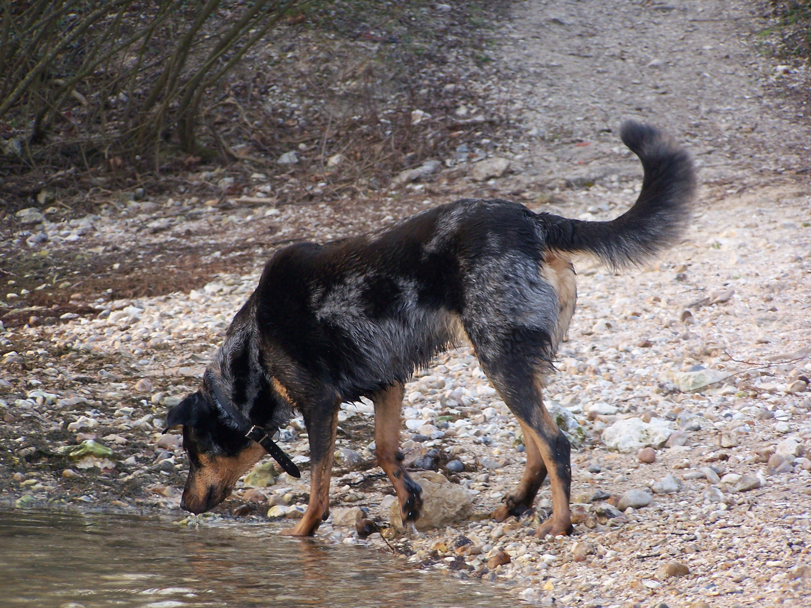 Beauceron dog at the river wallpaper
