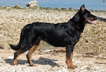 Beauceron dog on the beach