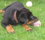 Beauceron dog with a ball