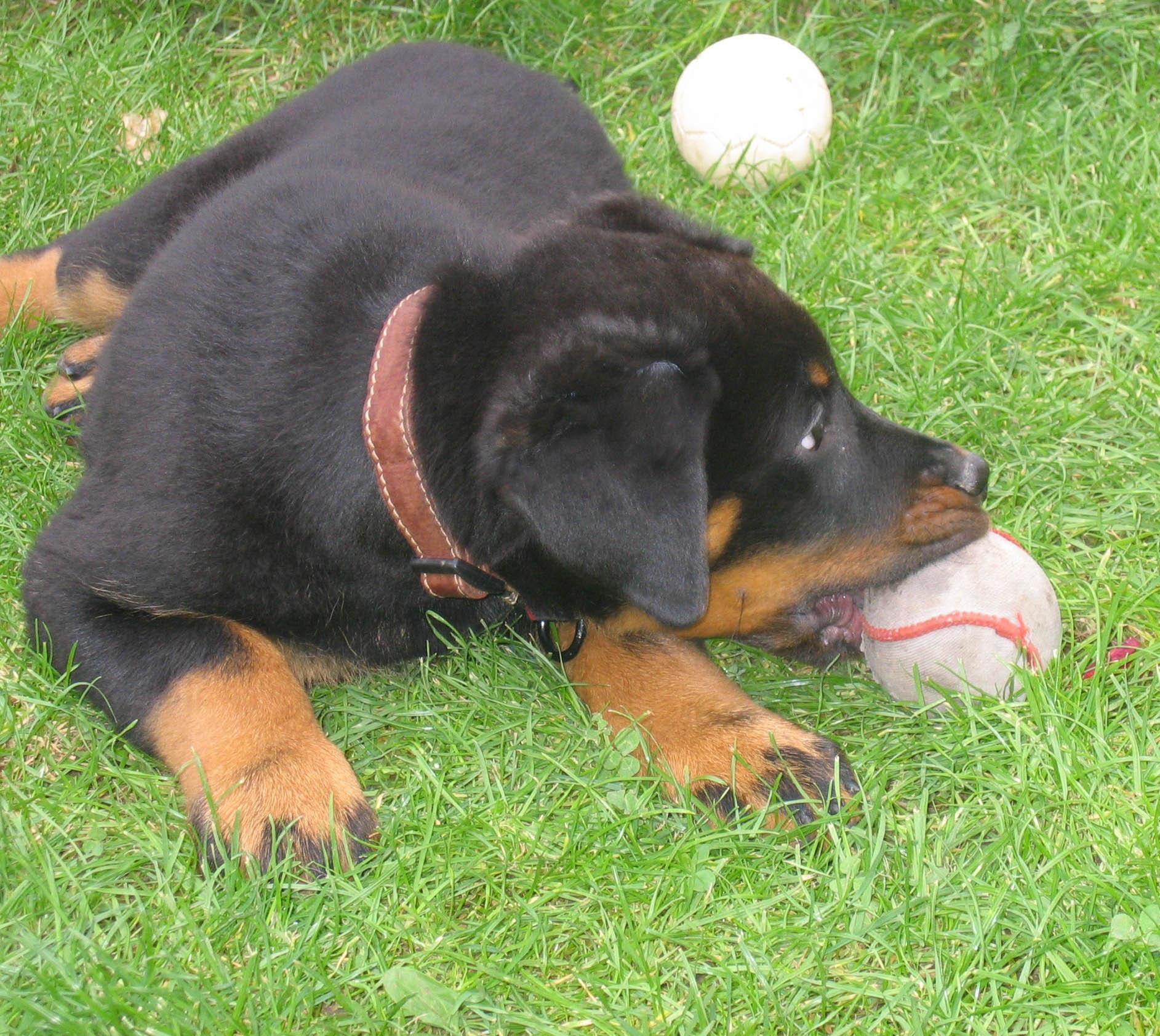 Beauceron dog with a ball wallpaper