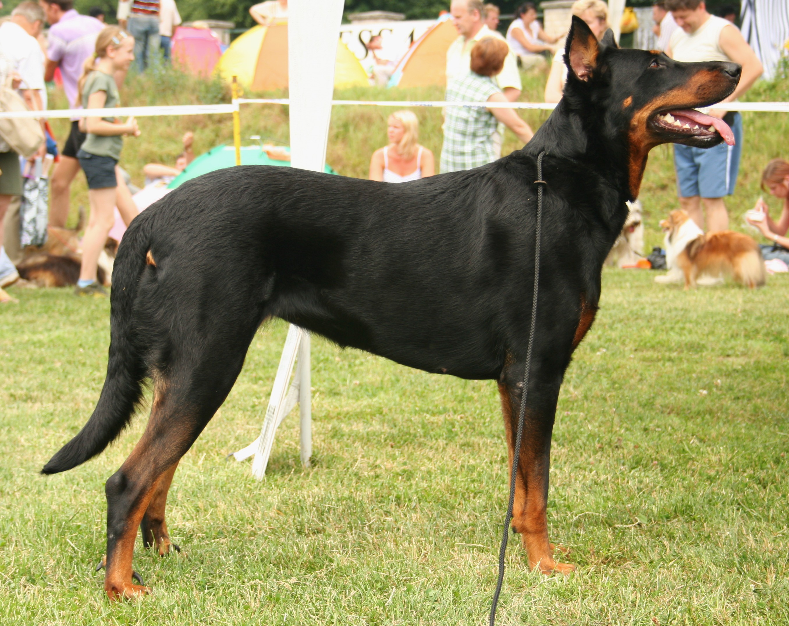 Beauceron wallpaper