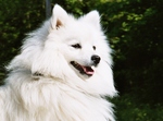 Beauteous Japanese Spitz 