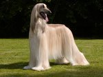 Beautiful Afghan Hound