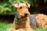 Beautiful Airedale Terrier