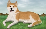 Beautiful Akita Inu dog picture