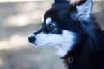 Beautiful Alaskan Klee Kai