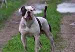 Beautiful American Bulldog