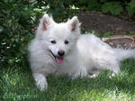 Beautiful American Eskimo Dog