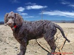 Beautiful American Water Spaniel 