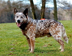 Beautiful Australian Stumpy Tail Cattle Dog