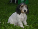 Beautiful Basset Griffon Vendéen Petit