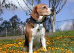 Beautiful Beagle-Harrier