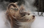 Beautiful Bearded Collie