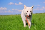 Beautiful Berger Blanc Suisse