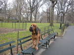 Beautiful Bloodhound on the bench dog