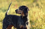 Beautiful Bluetick Coonhound dog