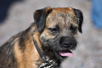 Beautiful Border Terrier dog