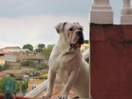 Beautiful Bulldog Campeiro