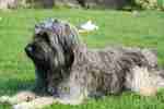 Beautiful Catalan Sheepdog dog