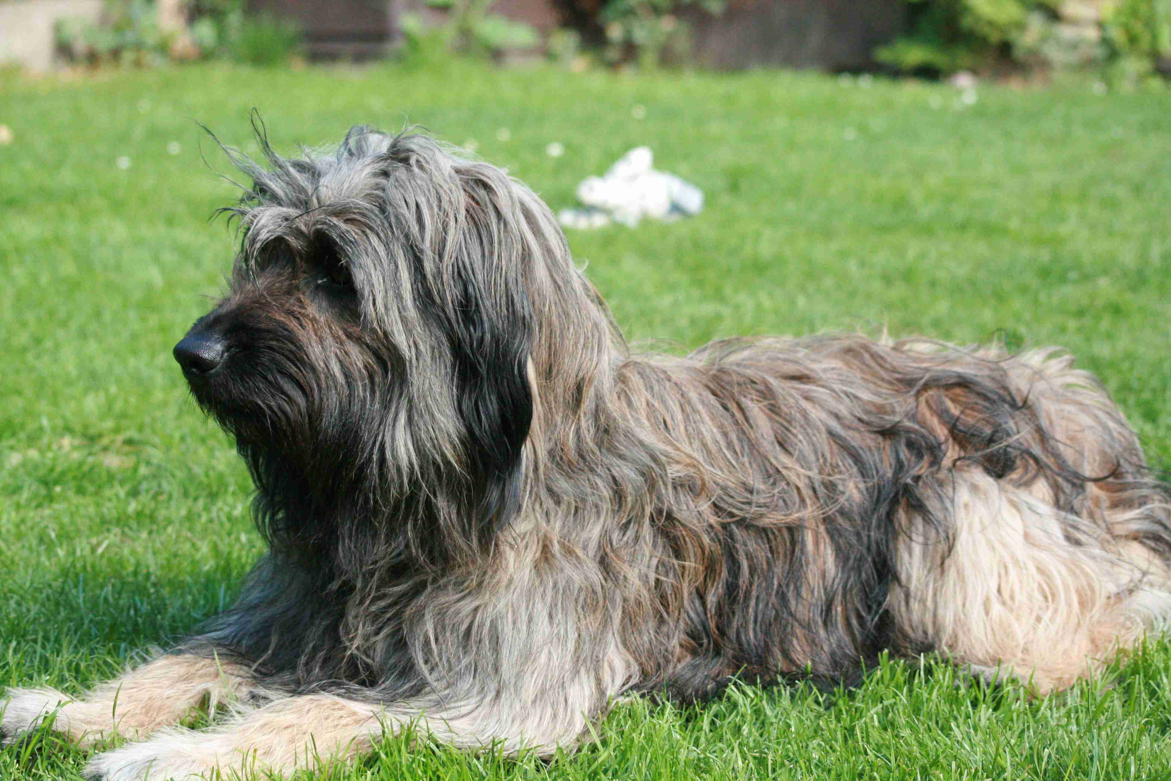 brazilian sheepdog