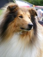 Beautiful Collie Rough dog