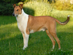 Beautiful Collie Smooth dog