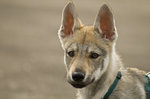 Beautiful Czechoslovak Wolfdog puppy 