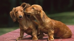 Beautiful Dachshund dogs